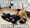 funny-cat-memes-images.jpg funny-cat-memes-images.jpg