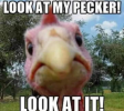 pecker.png