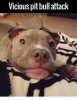 l-23862-vicious-pitbull-attack.jpg