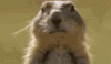 tenor (4).gif
