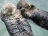 Sea_otters_holding_hands.jpg Sea_otters_holding_hands.jpg