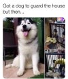Dog friend.jpeg