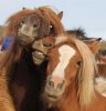 horsing around.jpg horsing around.jpg