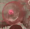 hamster.gif hamster.gif