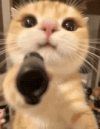 cat-gun.gif