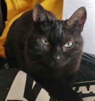 LibrarianKitty