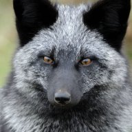 Silverfox79