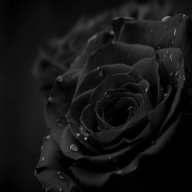 rose_sub