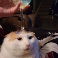 SrFuzuky