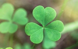 Irish_Sato