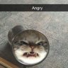 TheStrayCat