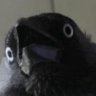 Ravenous_Night
