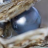 pearldiver69